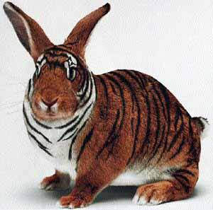 le lapin tigre