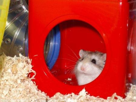 Ptit hamster dans sa maisonette
