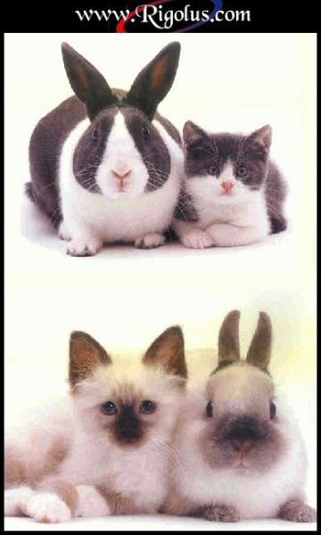 ressemblances ???