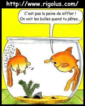 C'est bête les poissons !!!